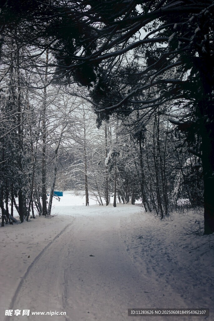 冬日雪覆林间小路