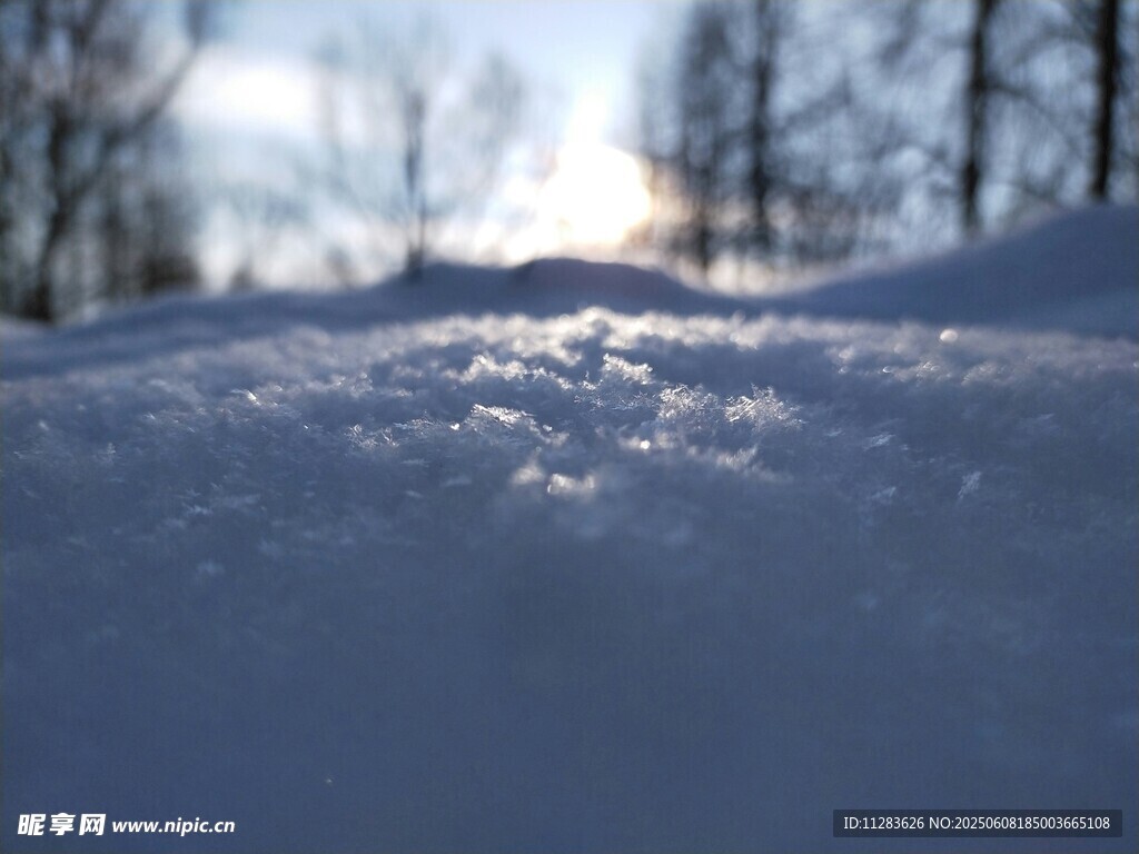 冬日雪地的静谧美景
