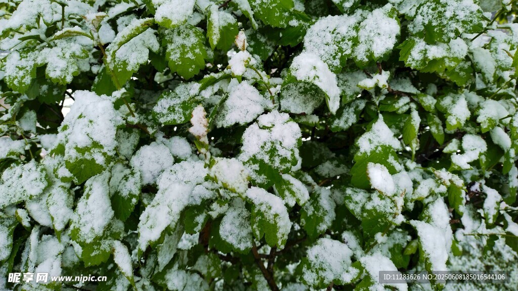 雪覆绿叶景象