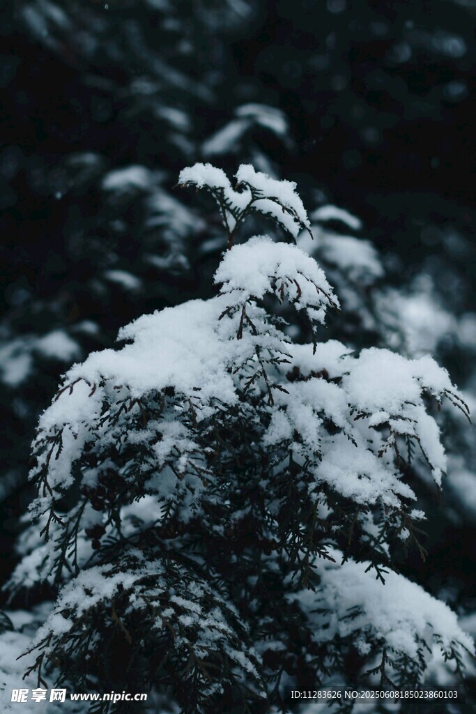 雪覆松枝的静谧景致