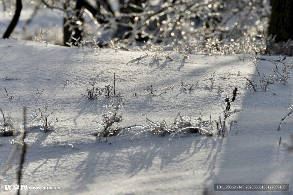 雪覆草地景象