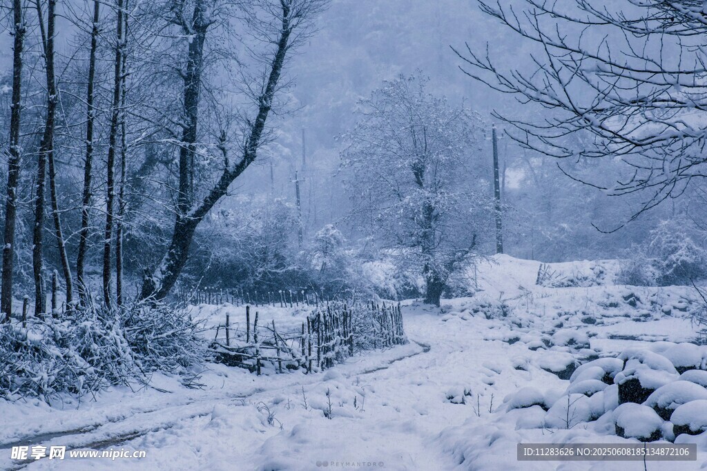 冬日雪景中的静谧林间小道
