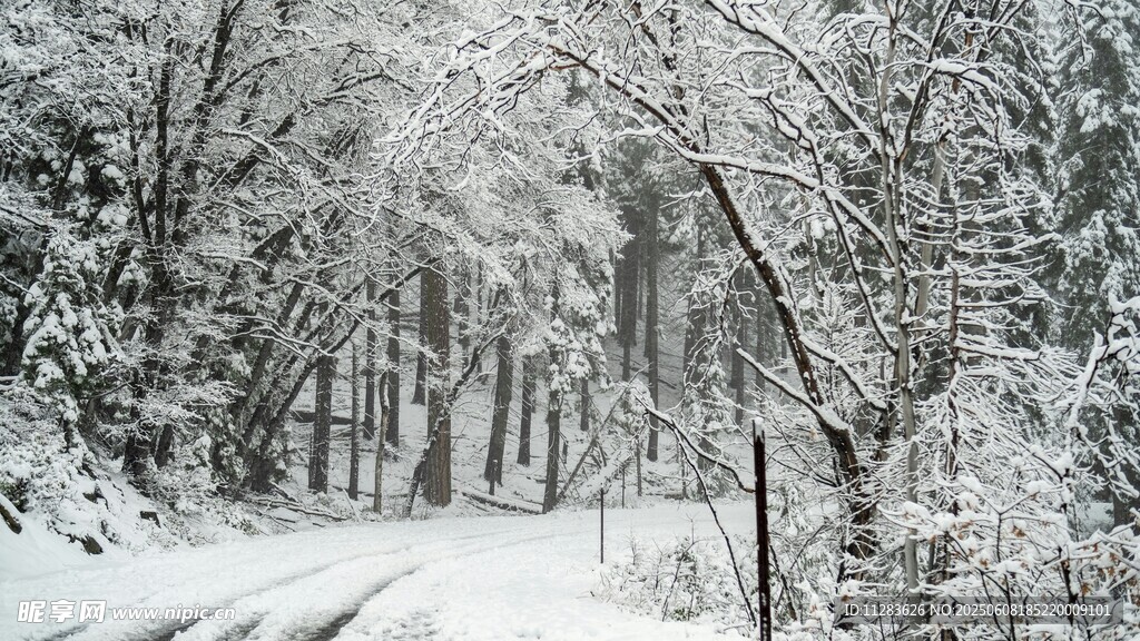 雪覆林间路