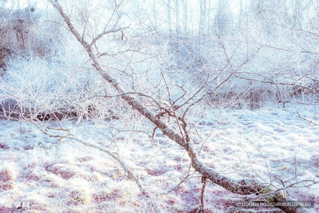 冬日雪景中的枯树枝