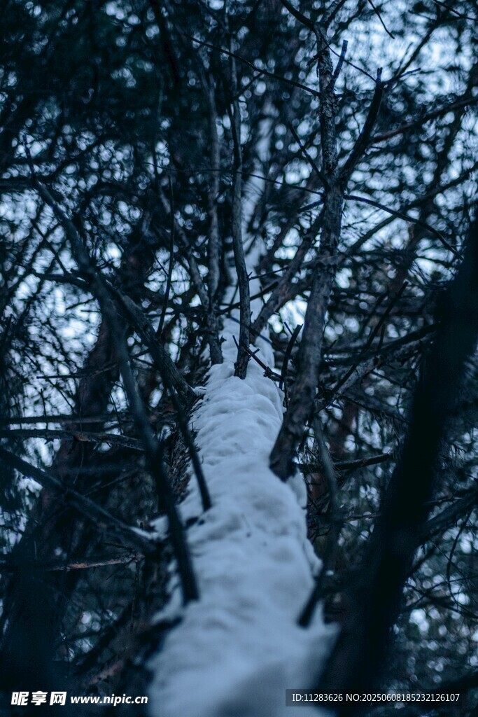 雪覆林间树梢景象