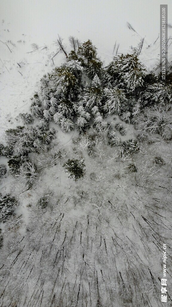 俯视松林雪景