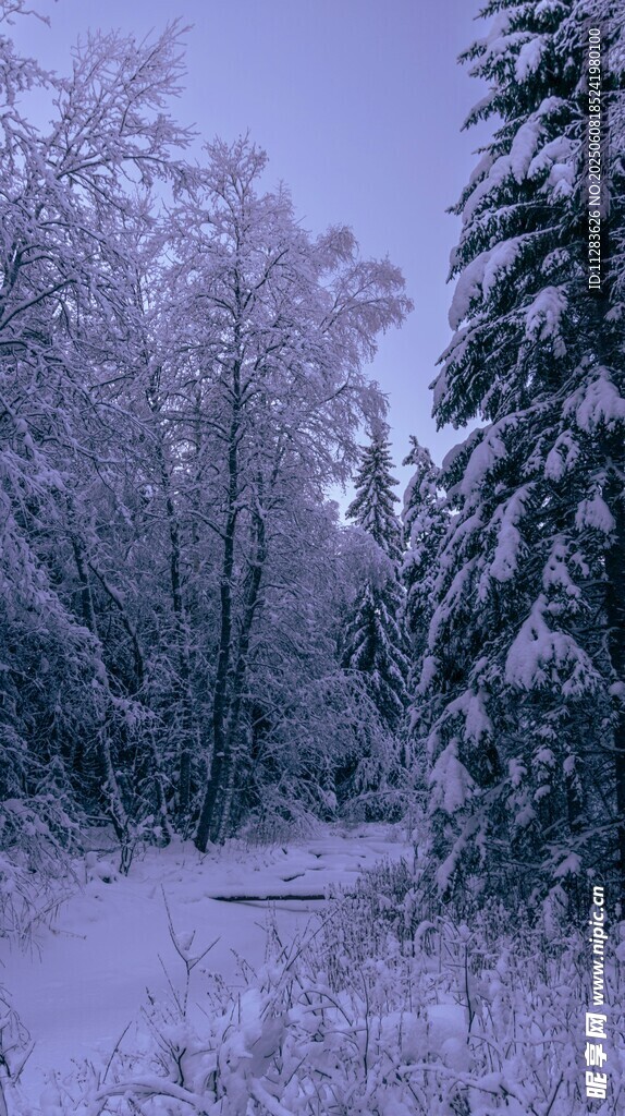 冬日雪覆森林静谧美景
