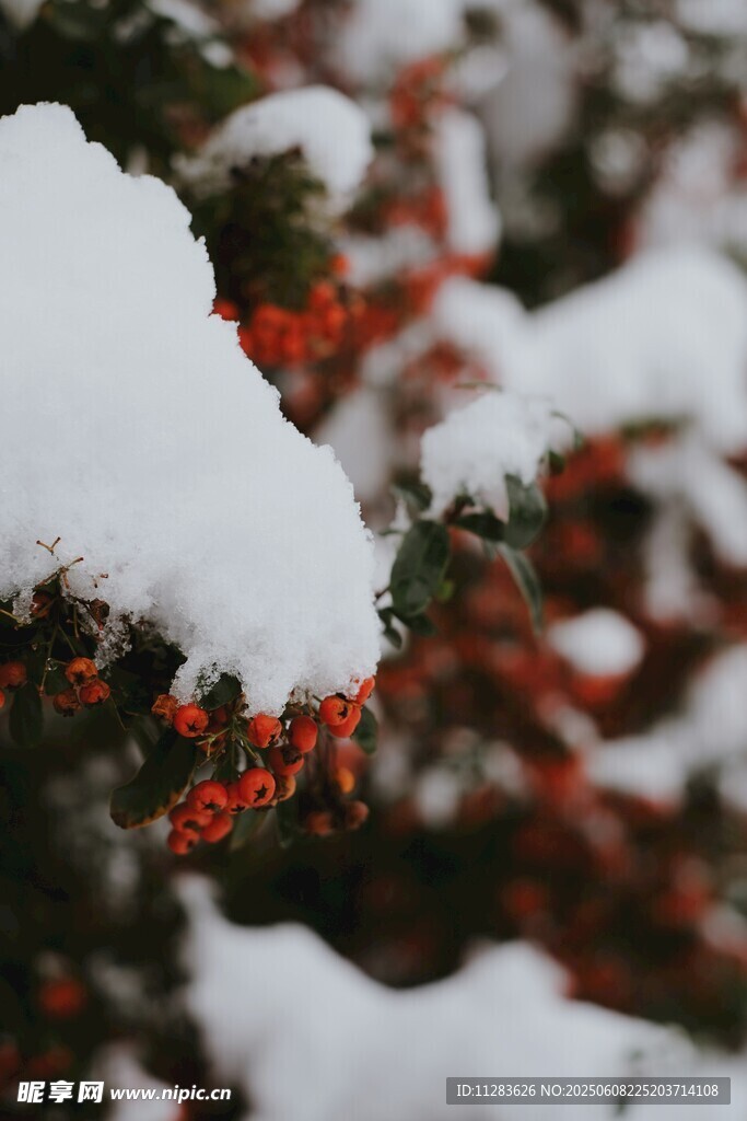 雪覆红果景