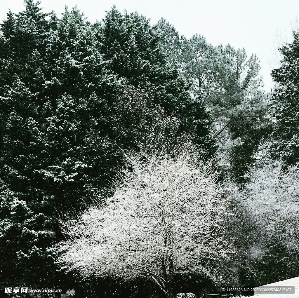 雪覆树木的冬日静谧景象