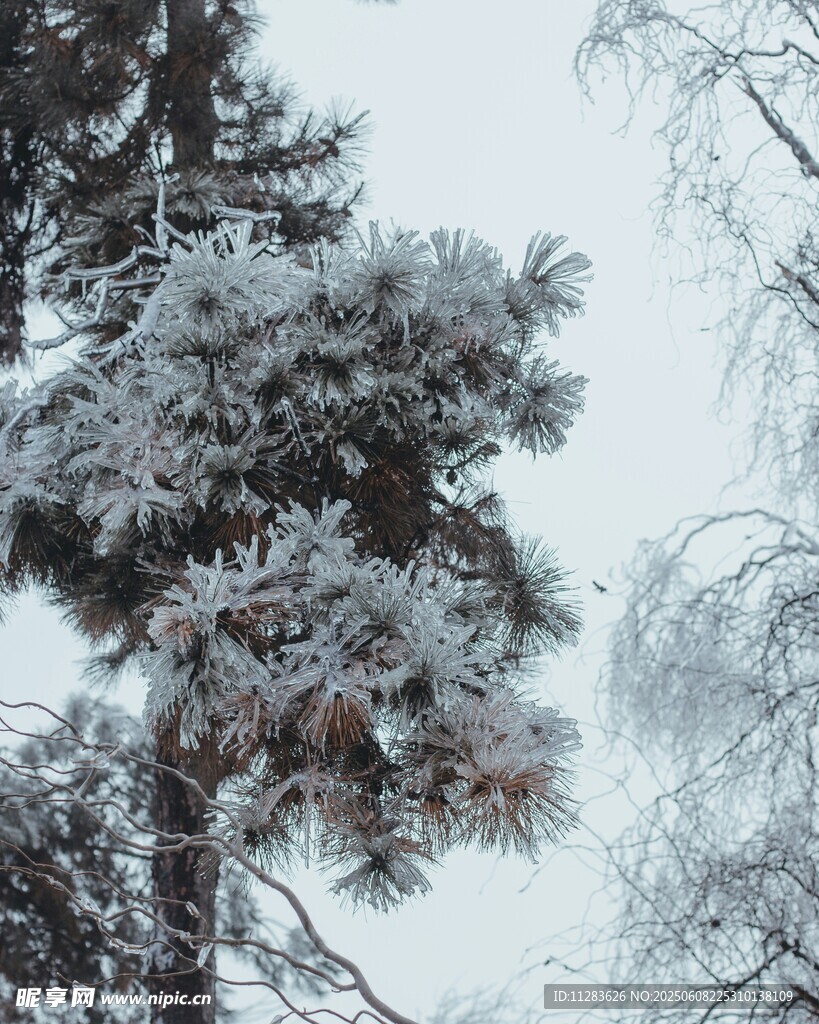 雪覆松树美景