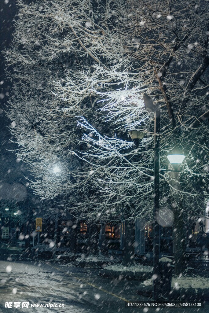 雪夜中的树木与飘落雪花