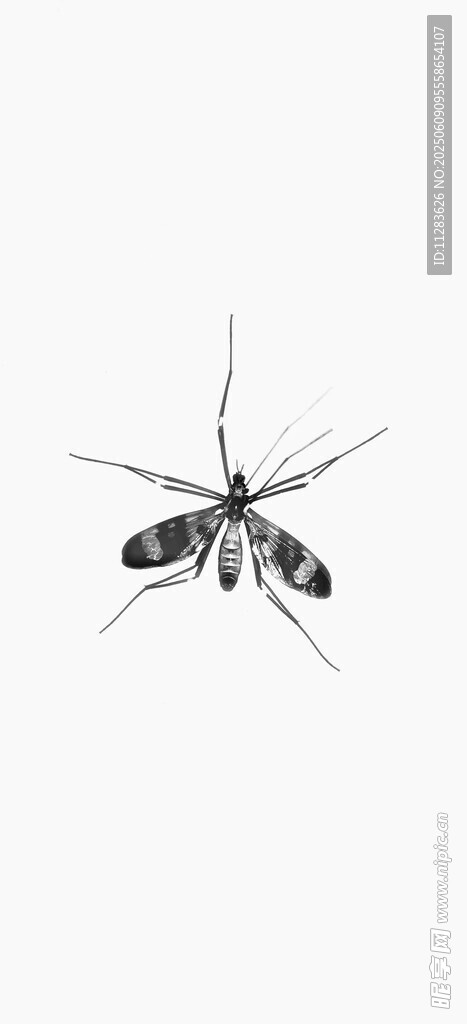 黑色蚊子