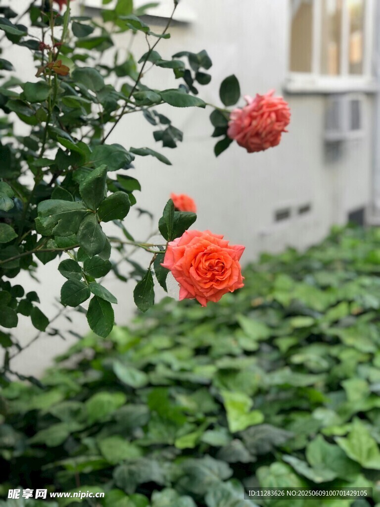 娇艳月季花绽放于绿叶间