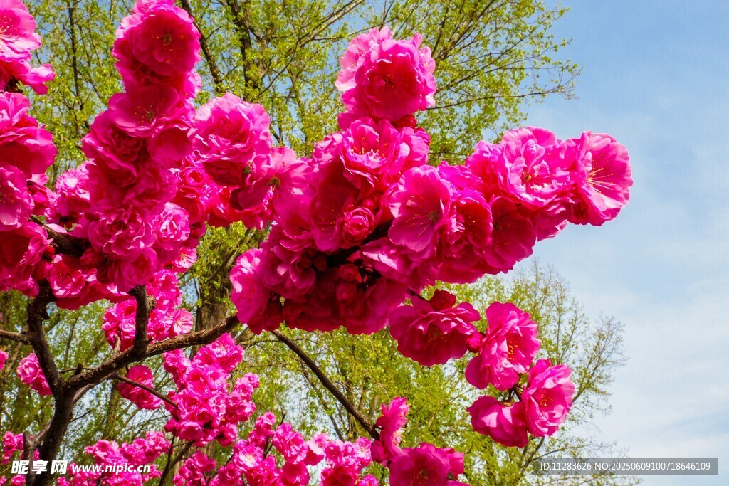 月季花