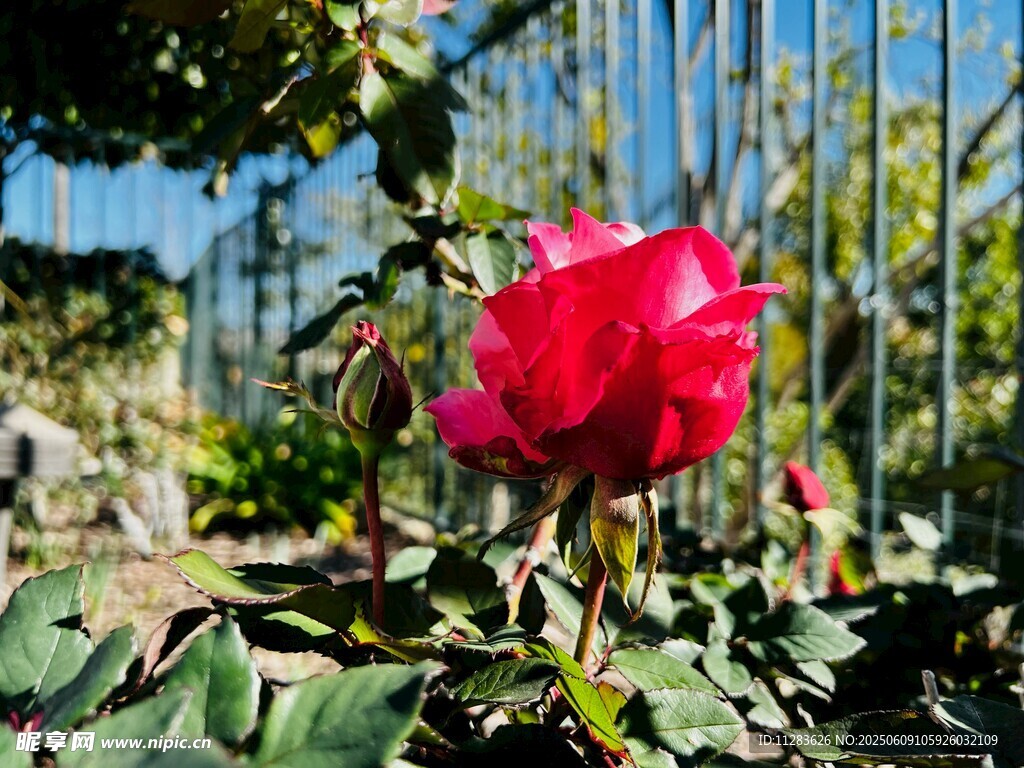 娇艳月季花