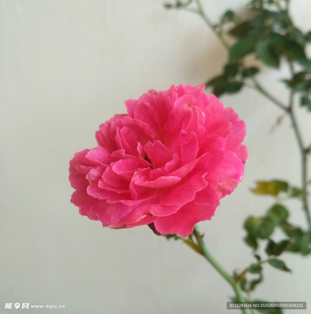 娇艳粉色月季花特写