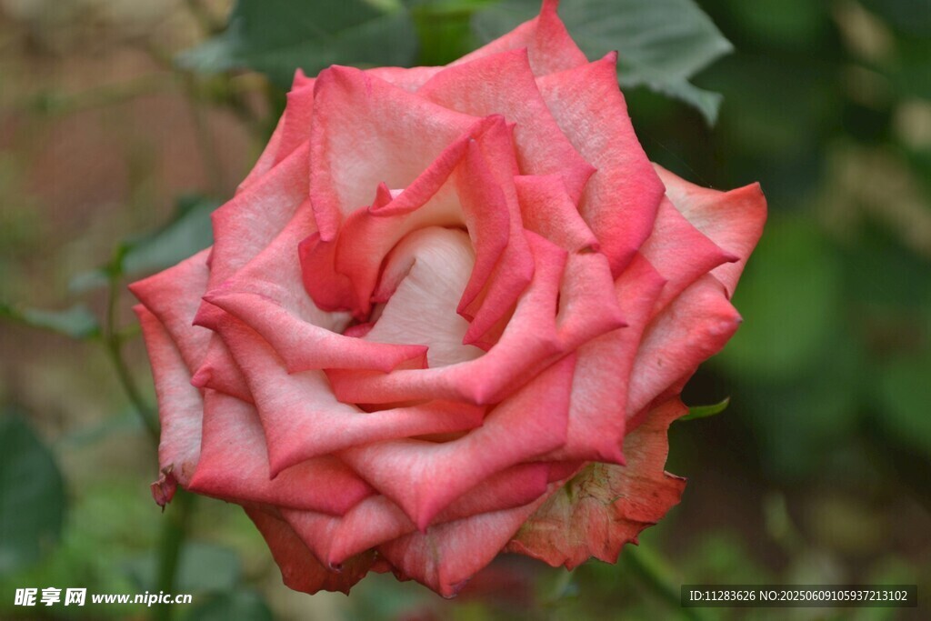 娇艳粉色月季花