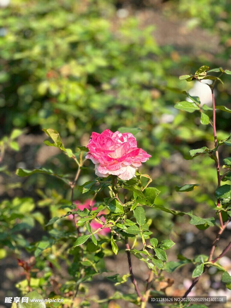 娇艳绽放的粉色月季花