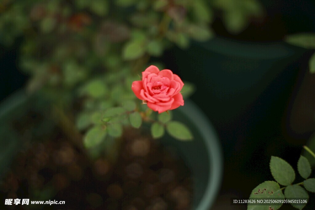 月季花绽放