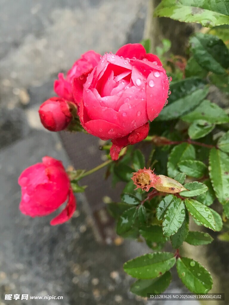 娇艳欲滴的红色月季花