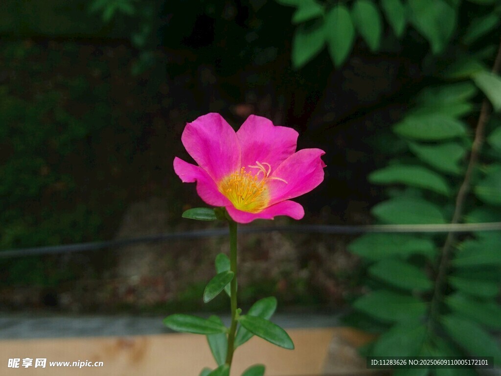 娇艳粉色单朵蔷薇花