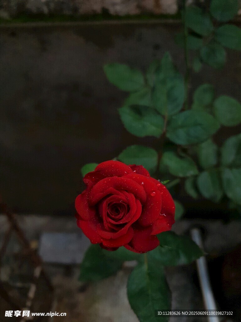 月季花