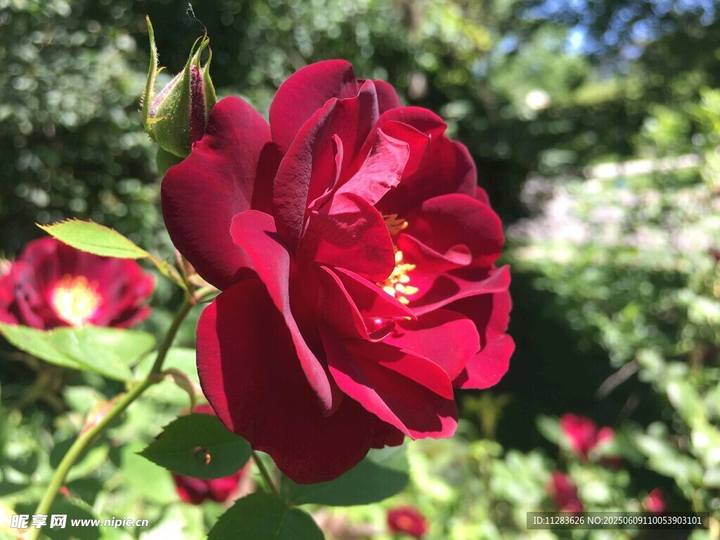 月季花