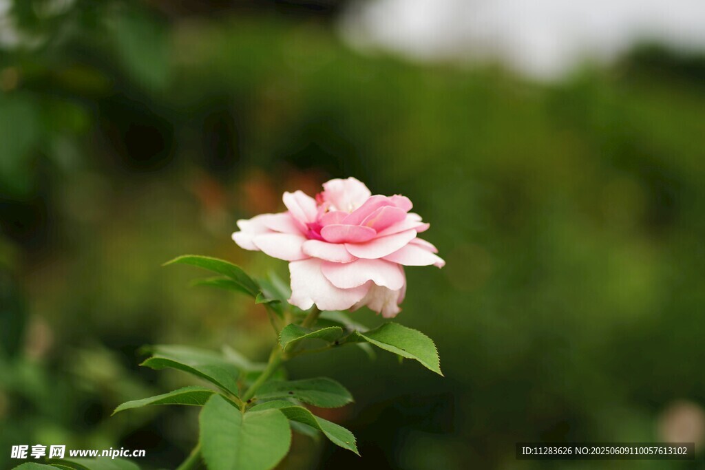 娇艳粉色月季花特写