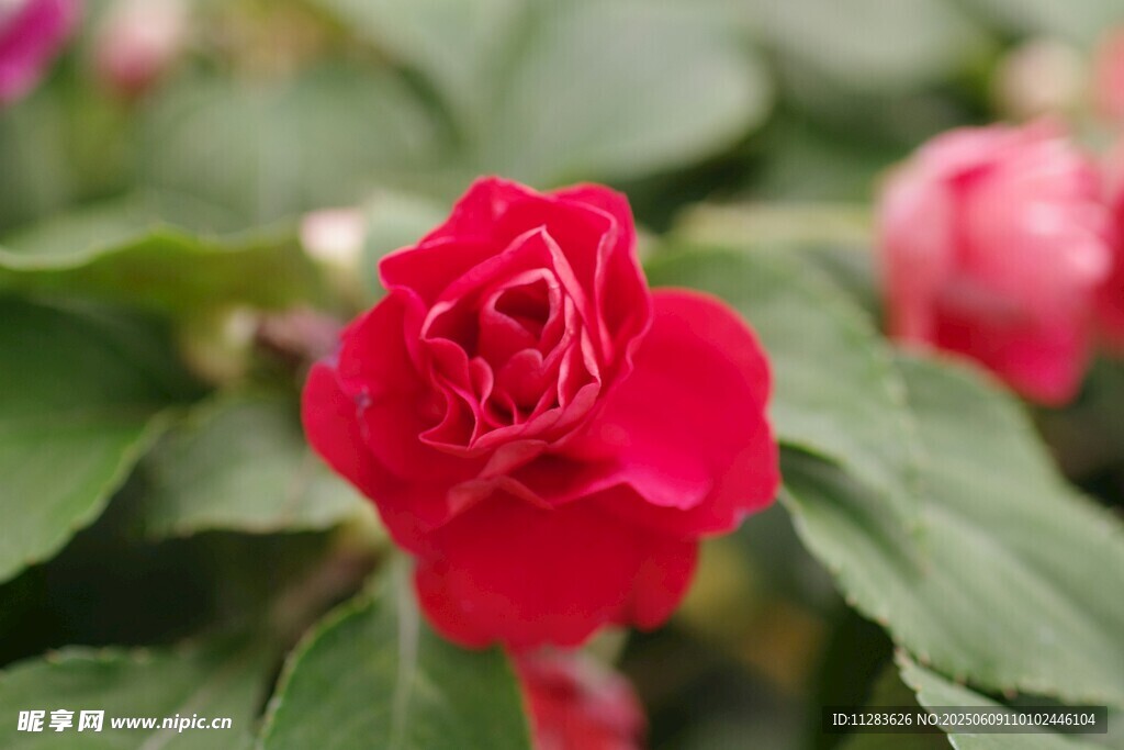 娇艳红月季花
