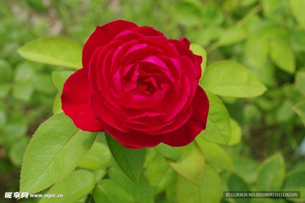 娇艳月季花