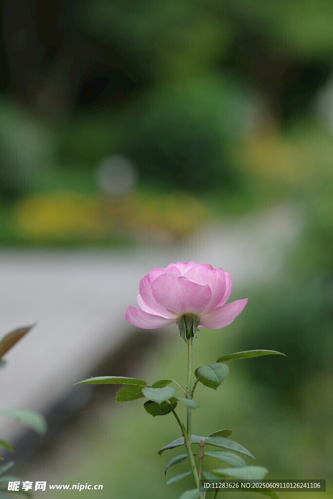 娇艳粉色月季花