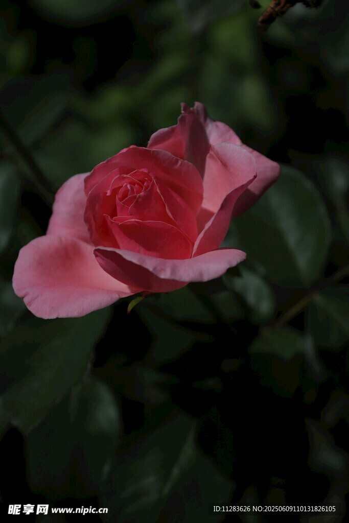 月季花