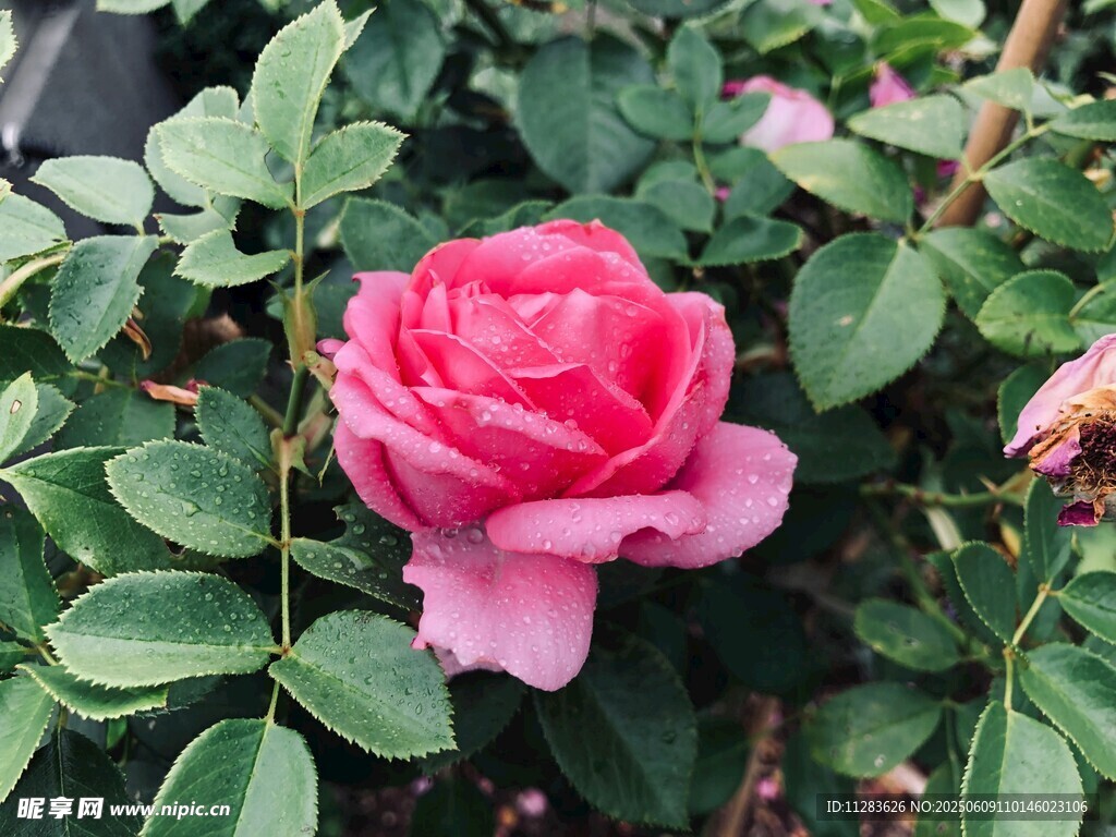 娇艳粉色月季花绽放