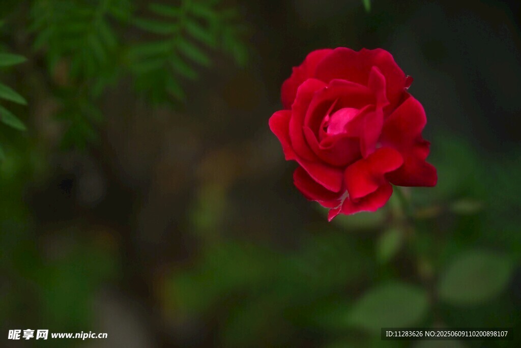月季花绽放于绿叶间