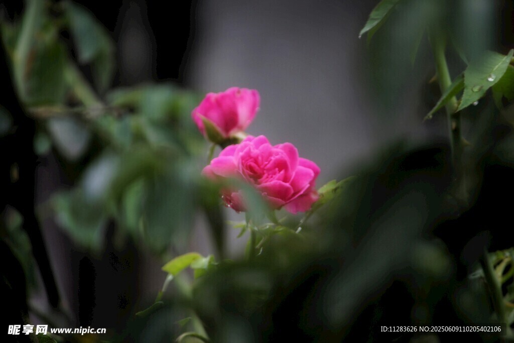 娇艳粉色花朵隐于绿叶间