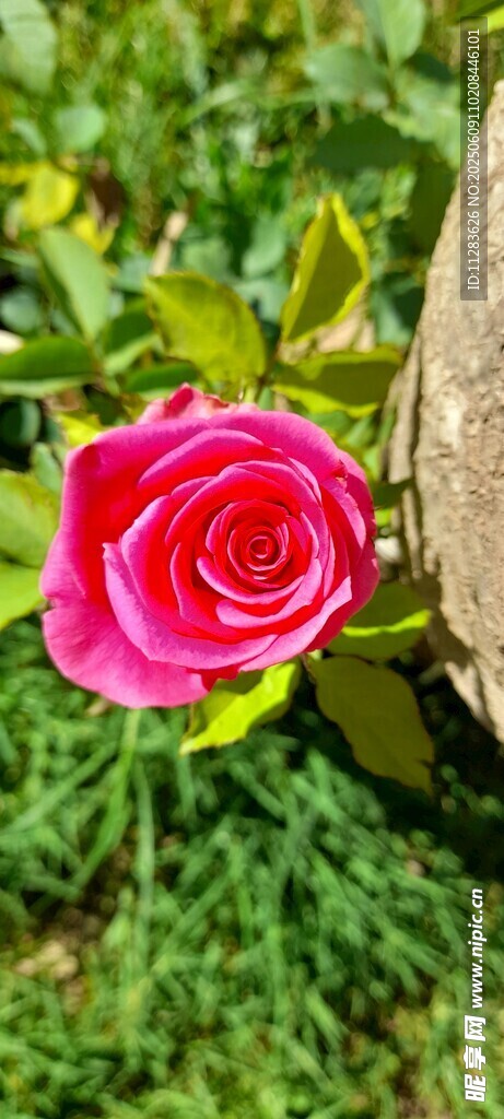 娇艳月季花