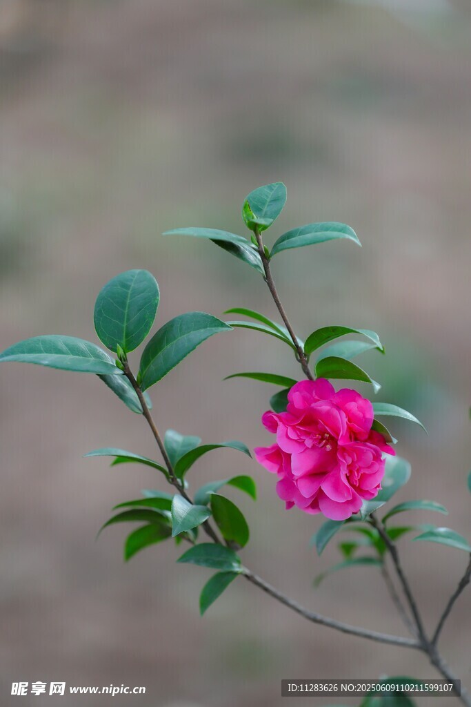 月季花