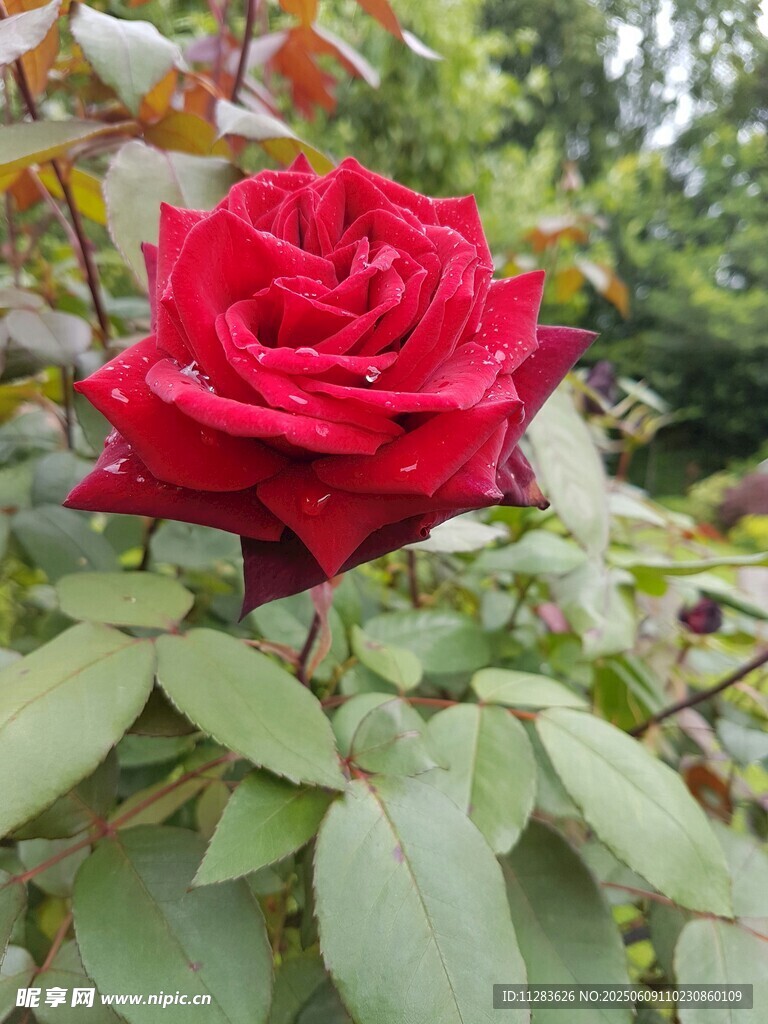 娇艳月季花绽放绿叶间