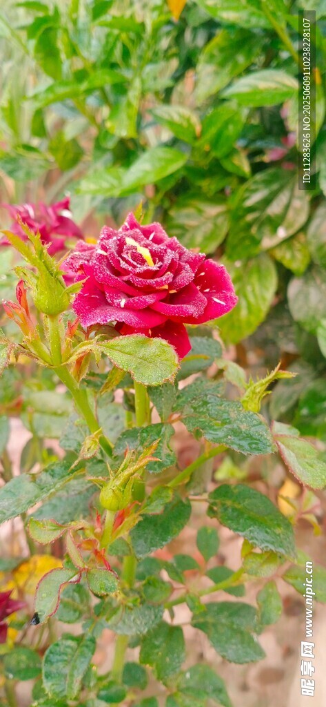 月季花放于绿叶间