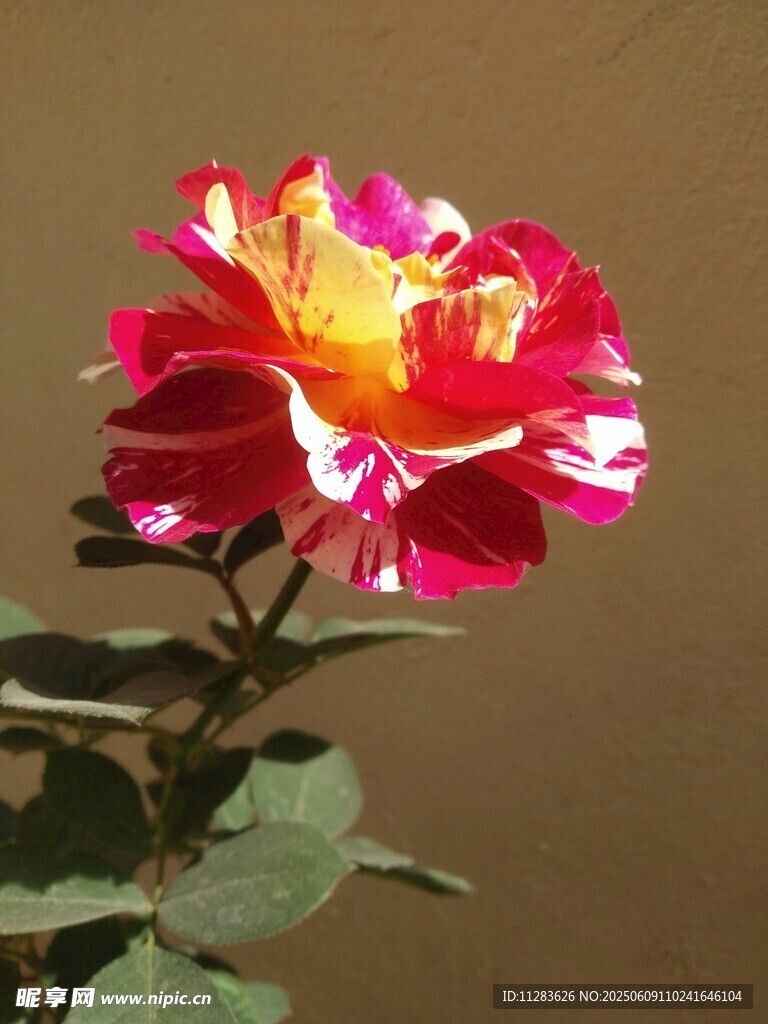 多彩娇艳月季花绽放