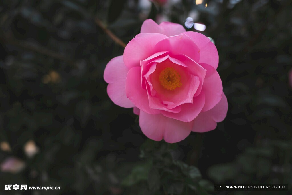 娇艳粉色山茶花特写