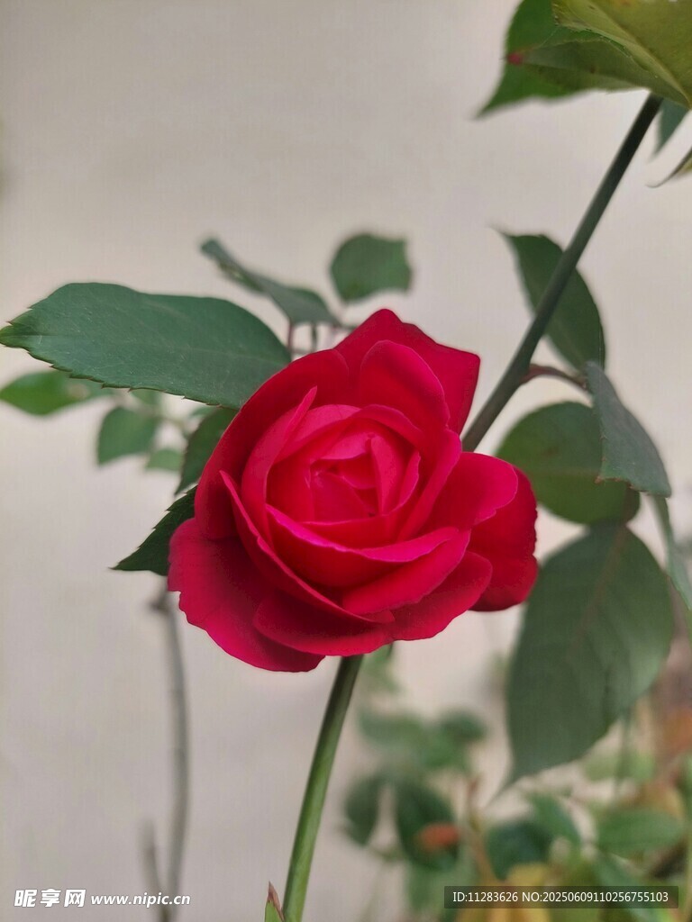娇艳红月季花