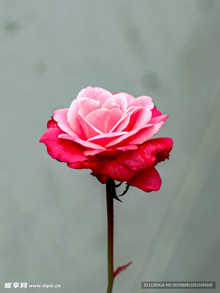 娇艳双色玫瑰特写