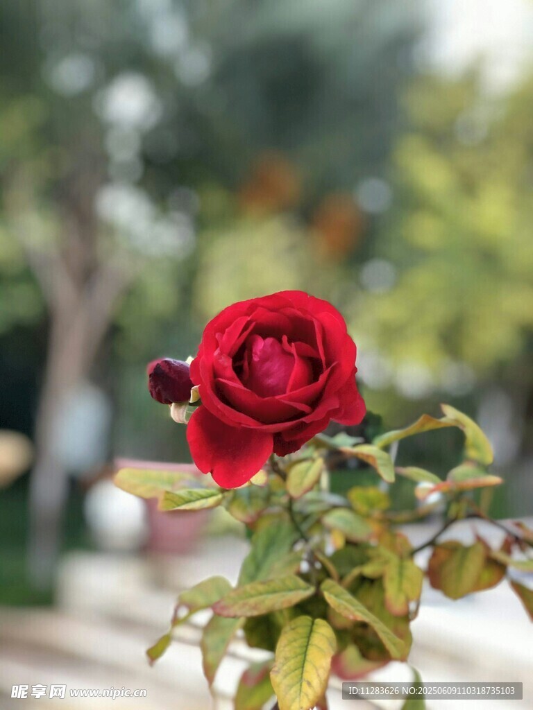 娇艳月季花