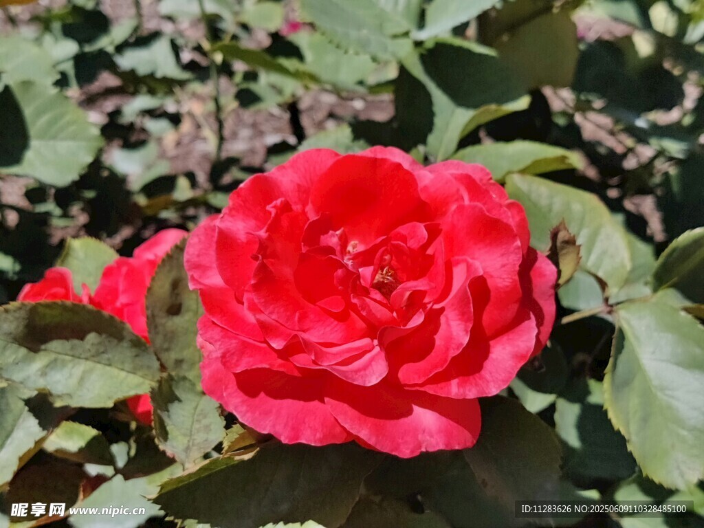娇艳红月季花