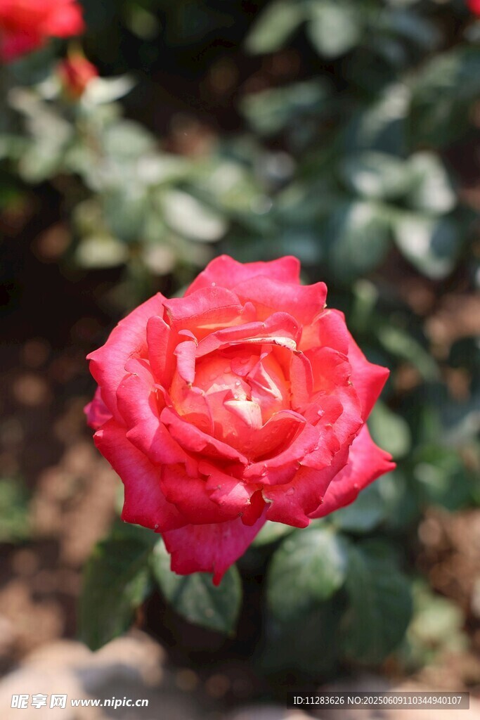 娇艳红月季花