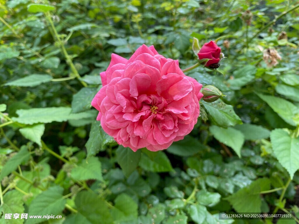 月季花