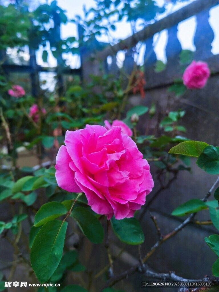 娇艳盛开的粉色月季花