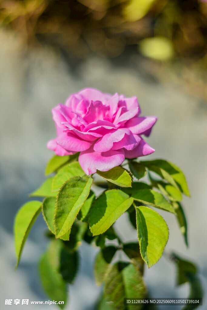 娇艳粉色月季花特写