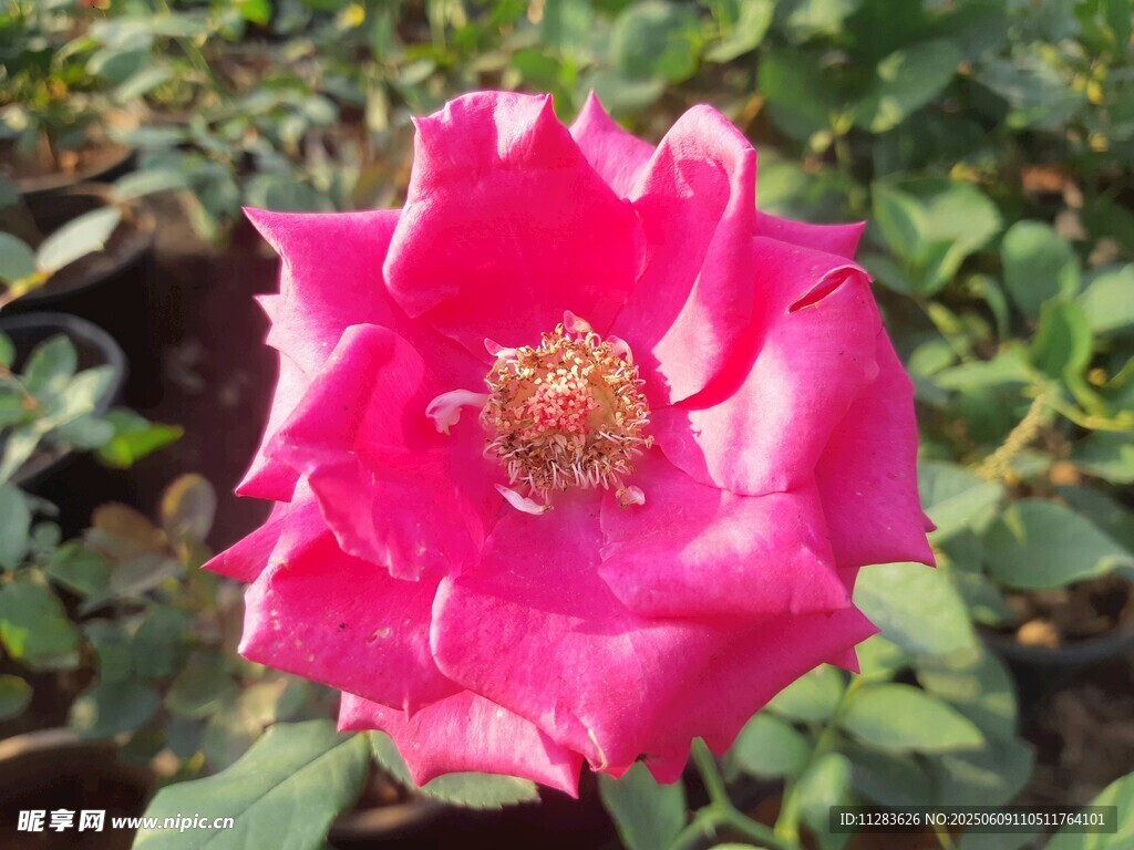 娇艳粉色月季花绽放